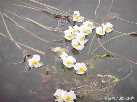 水性楊花 意思